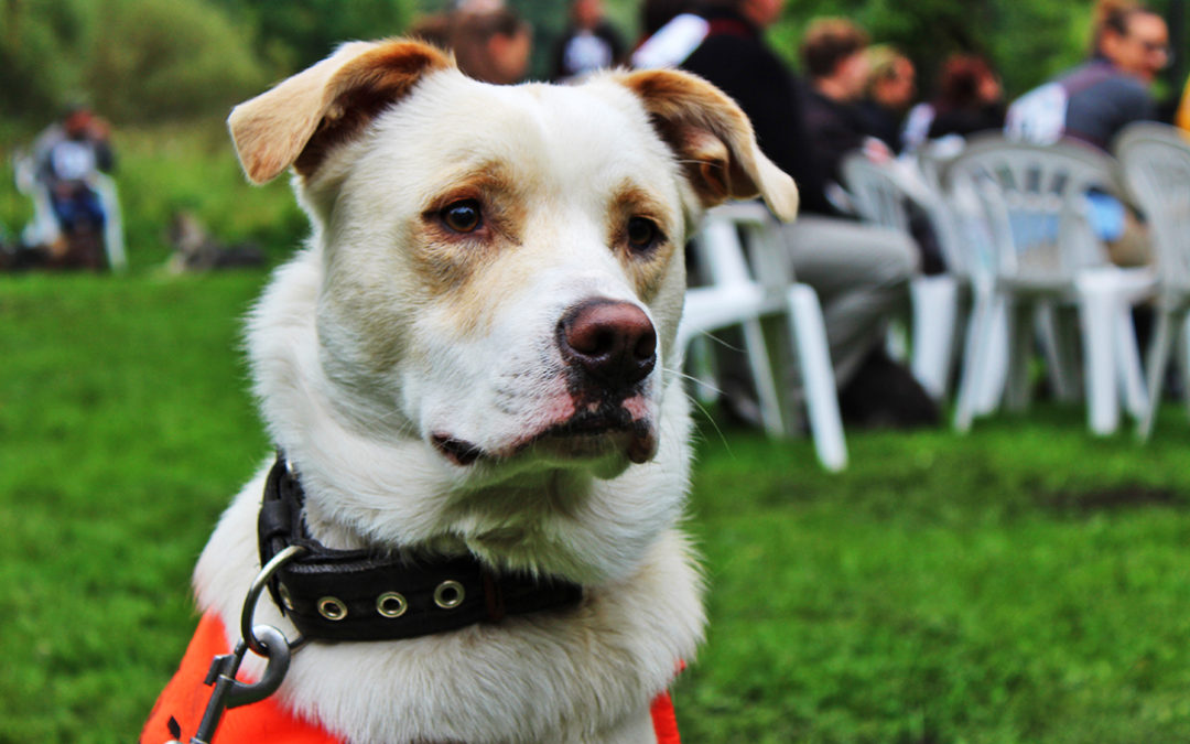 V Památníku Karla Čapka se sešli milovníci psů – voříšků