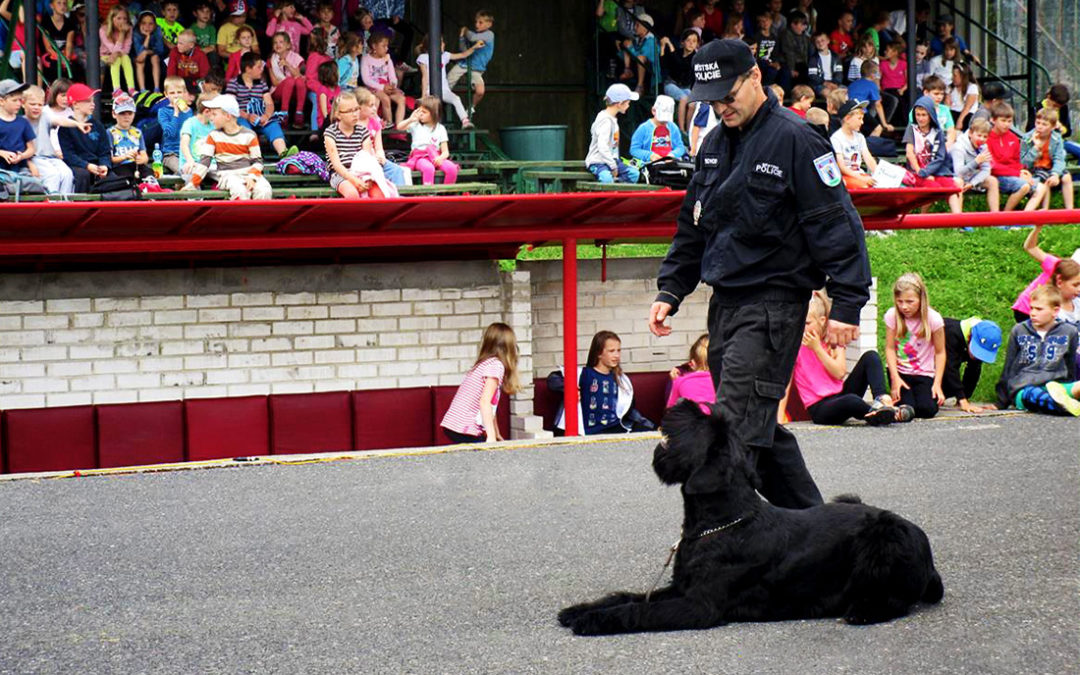 Služební pes MP Dobříš Paganini pomáhá v Dobříši hlídat bezpečnost